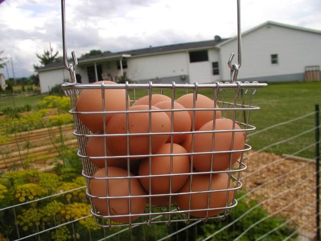 eggs0630093.jpg