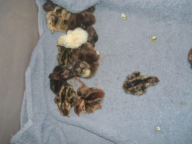 2008_0904quails20002.jpg