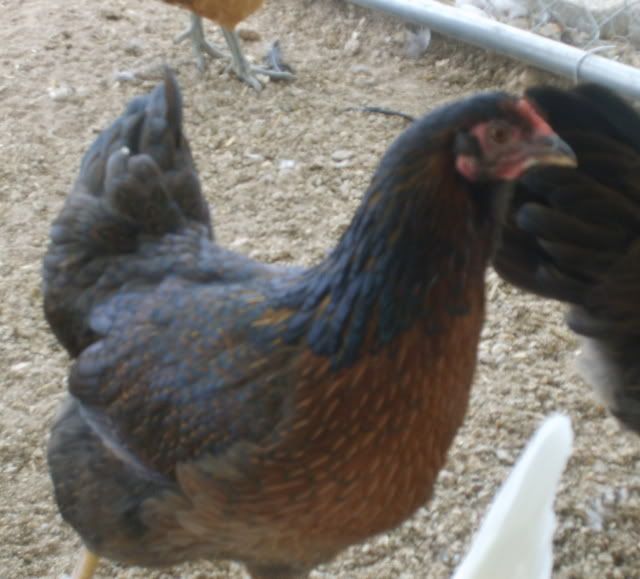 gardenchickens002-2.jpg