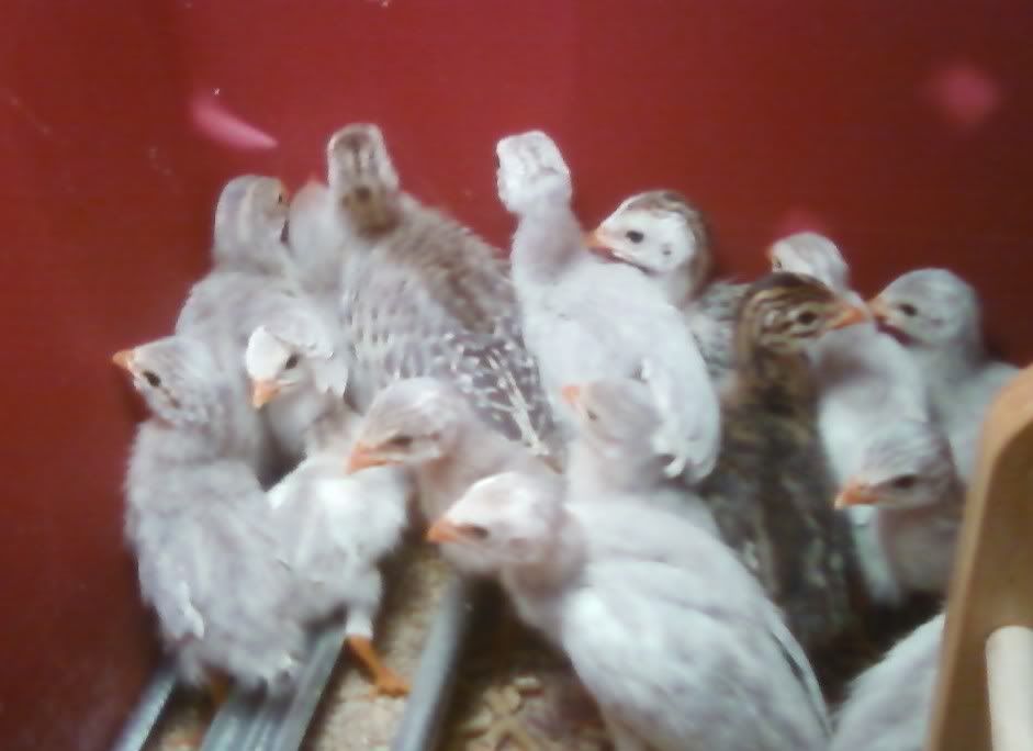 keets5.jpg