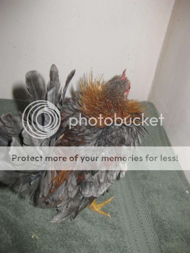 SeramaFall2011012.jpg