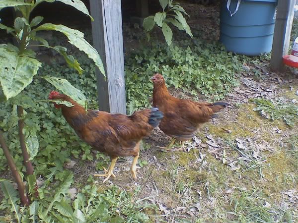 redchickens6.jpg