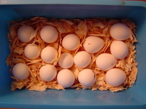 NEWCHICKYS001.jpg