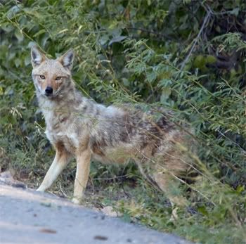 golden-backed-jackal-bharatpur-2008.jpg