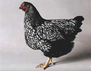 opt-silver-laced-wyandotte.jpg