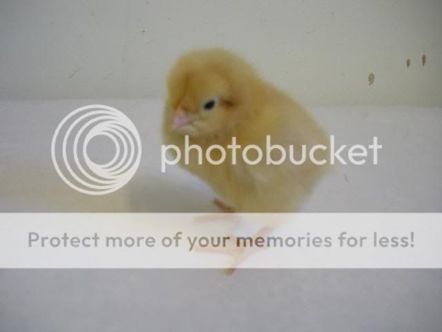 hatcherysurprisedayone310.jpg