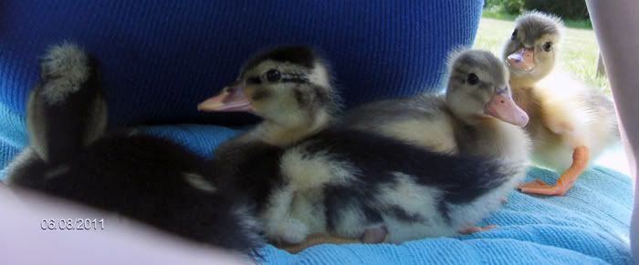 pieds5.jpg