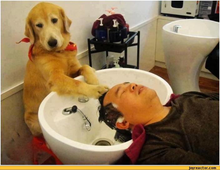 auto-dog-animals-hair-washing-344875.jpeg