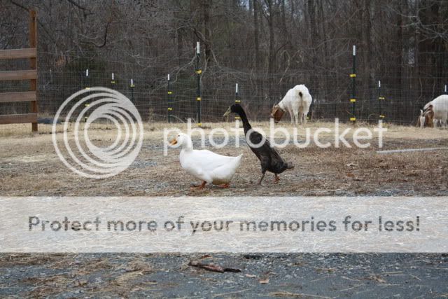 duckhouse368.jpg