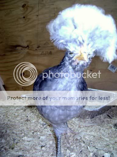 wchick1.jpg