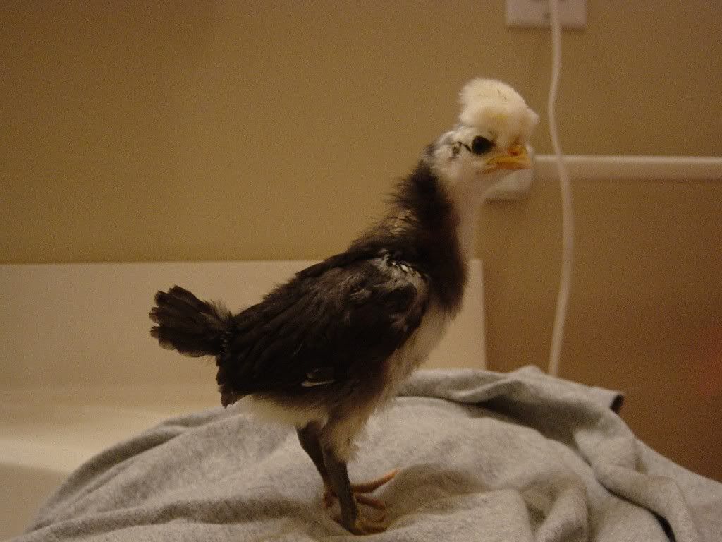 NewBabies2008031.jpg