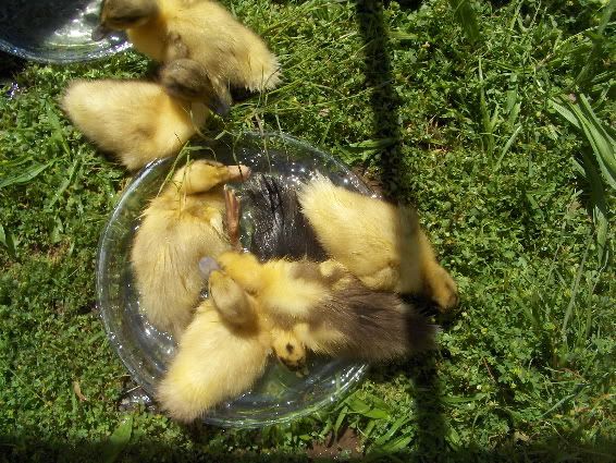 ducksinaplate2.jpg