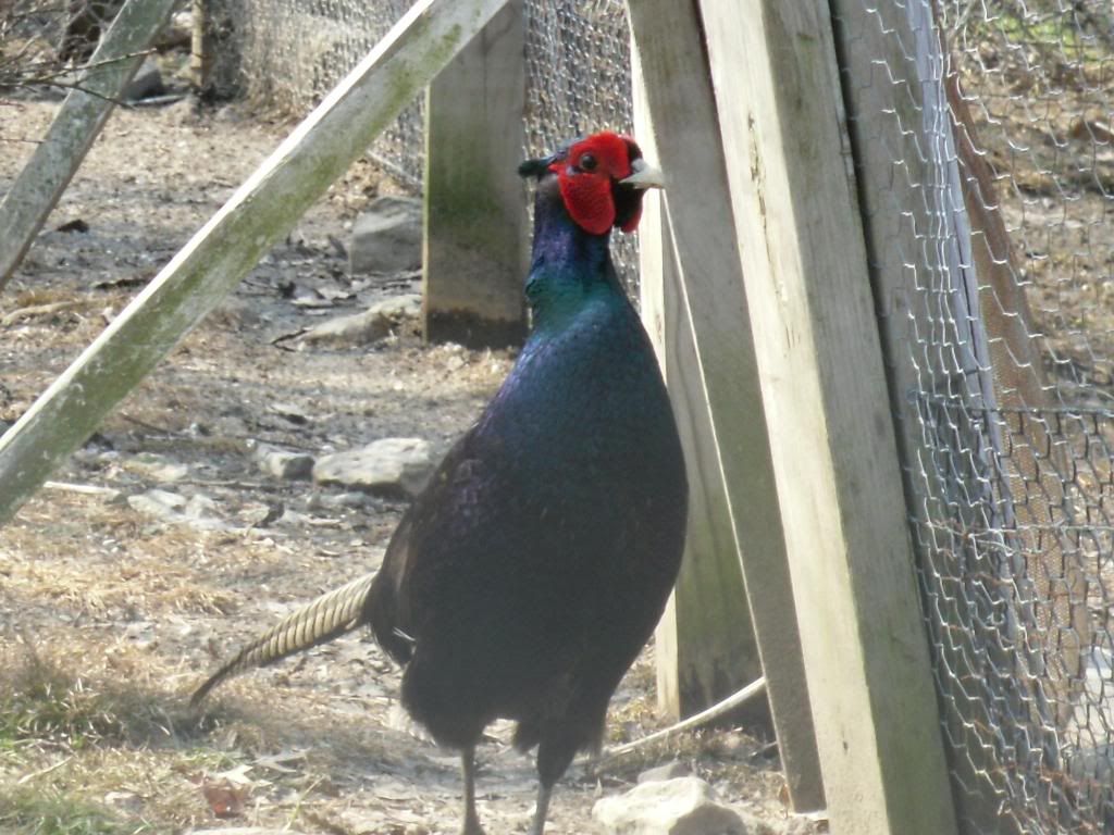 lavenderpheasant019.jpg