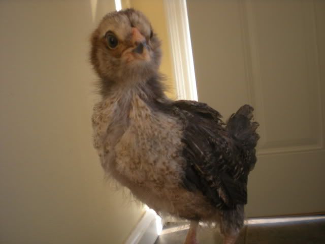 fallchicksandtheboys006.jpg