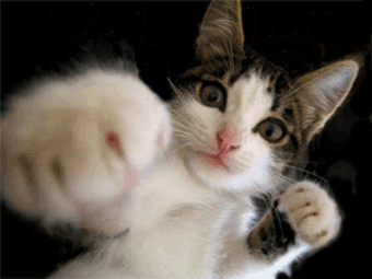 WulhQ5P.gif