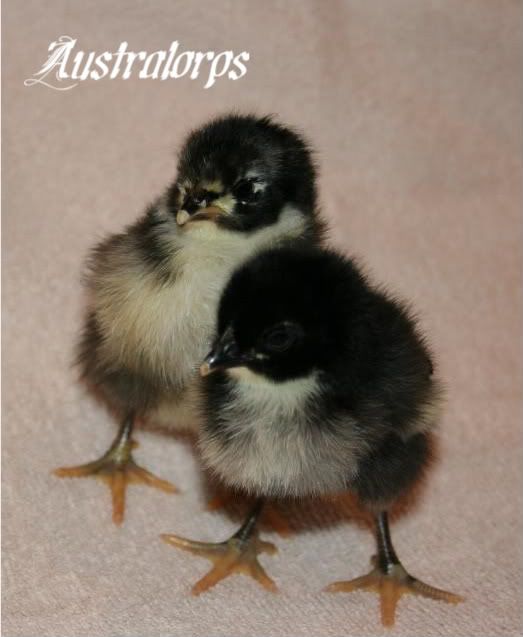 babychicks116.jpg