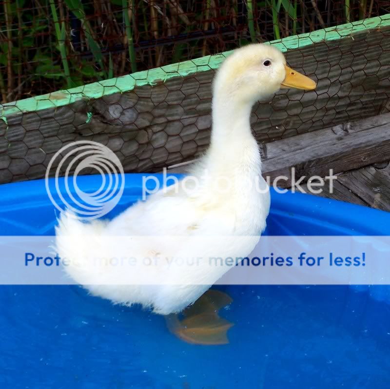 duckypool2.jpg