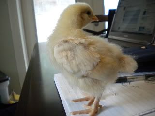 orangehen.jpg