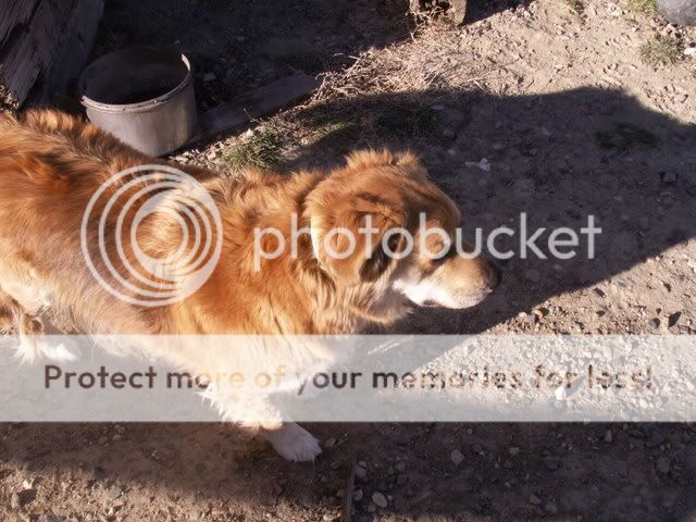 rolliehorses001.jpg