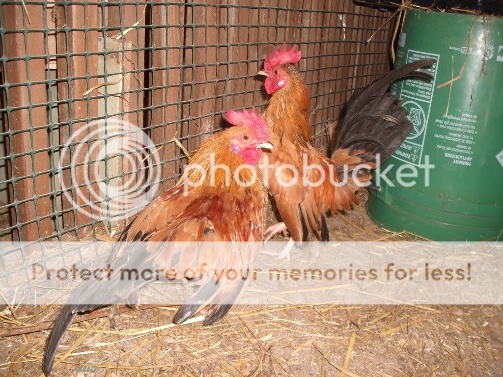 chickens2014.jpg