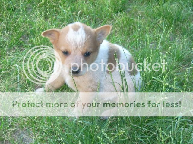 puppypics001.jpg