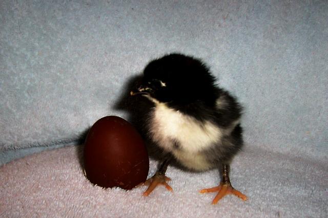 900x600px-LL-4c49070b_45258_dark_egged_roo.jpeg