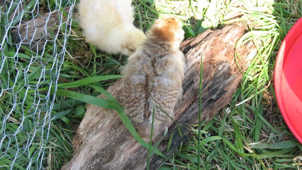 chicks037.jpg