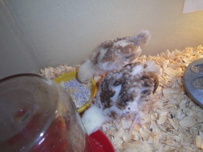400x300px-LL-3d421cda_127334353LL.jpeg