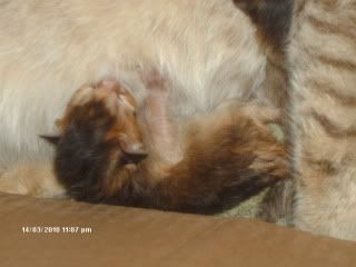 beaniekittens004.jpg