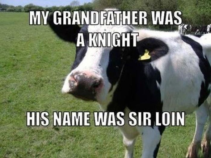 60c122c7b5d2d231aab556c6ab5ce329--animal-puns-funny-animal.jpg