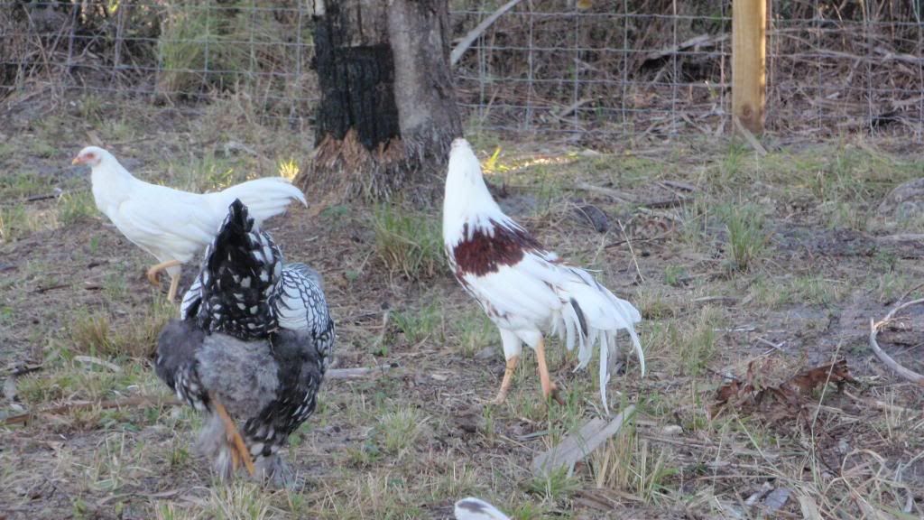 turkeys029.jpg
