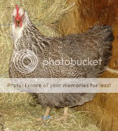 4-hen-blueltb.jpg