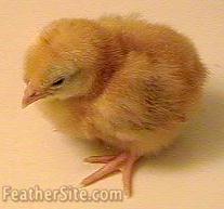 GoldSexLChik.JPEG