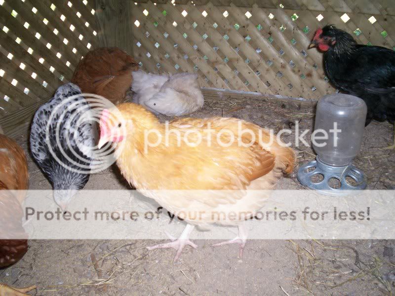 8weekoldchicks007.jpg