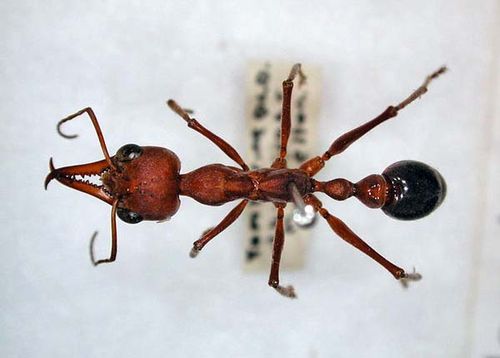Myrmecia-brevinoda.jpg