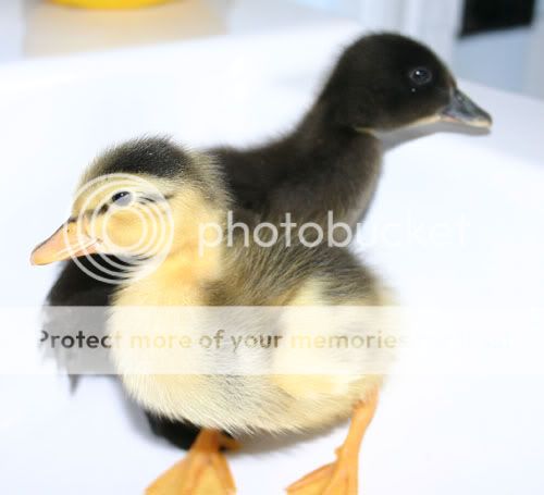 2sinkducks.jpg