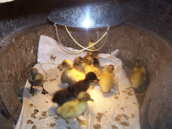20100512_DucksBrooder3.jpg