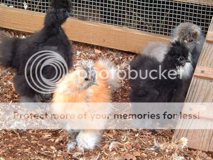 silkies5feb08.jpg