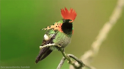 tumblr_n3e5j6pkPn1s9rrcgo1_500.gif