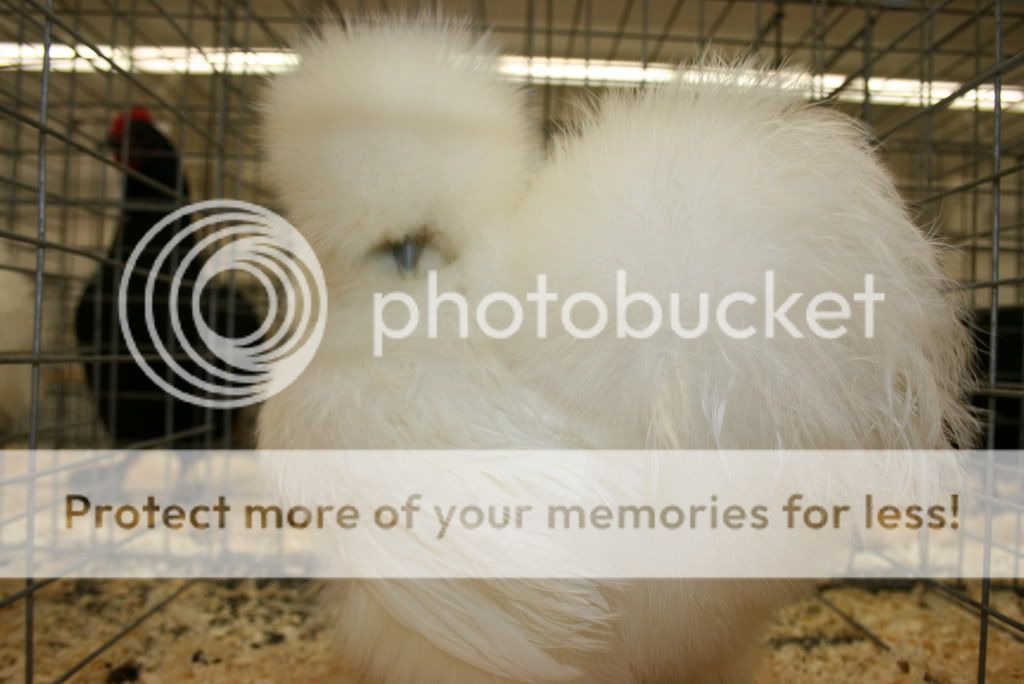 silkies2009014.jpg