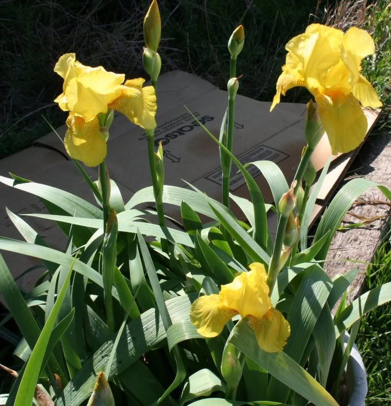 yellow2.jpg