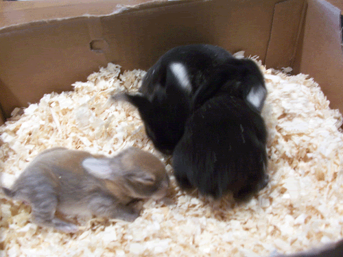 babybuns.gif