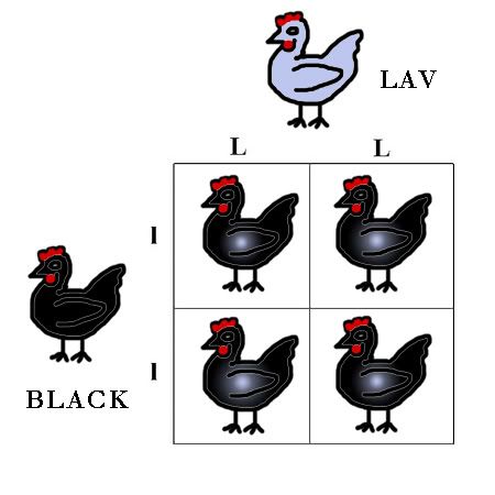 blacklav.jpg