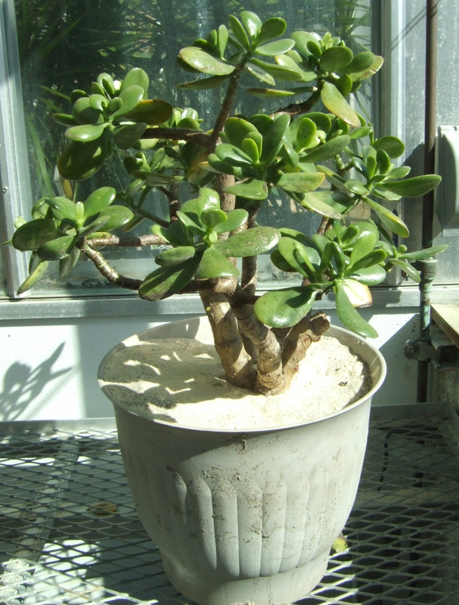 jadeplant.jpg