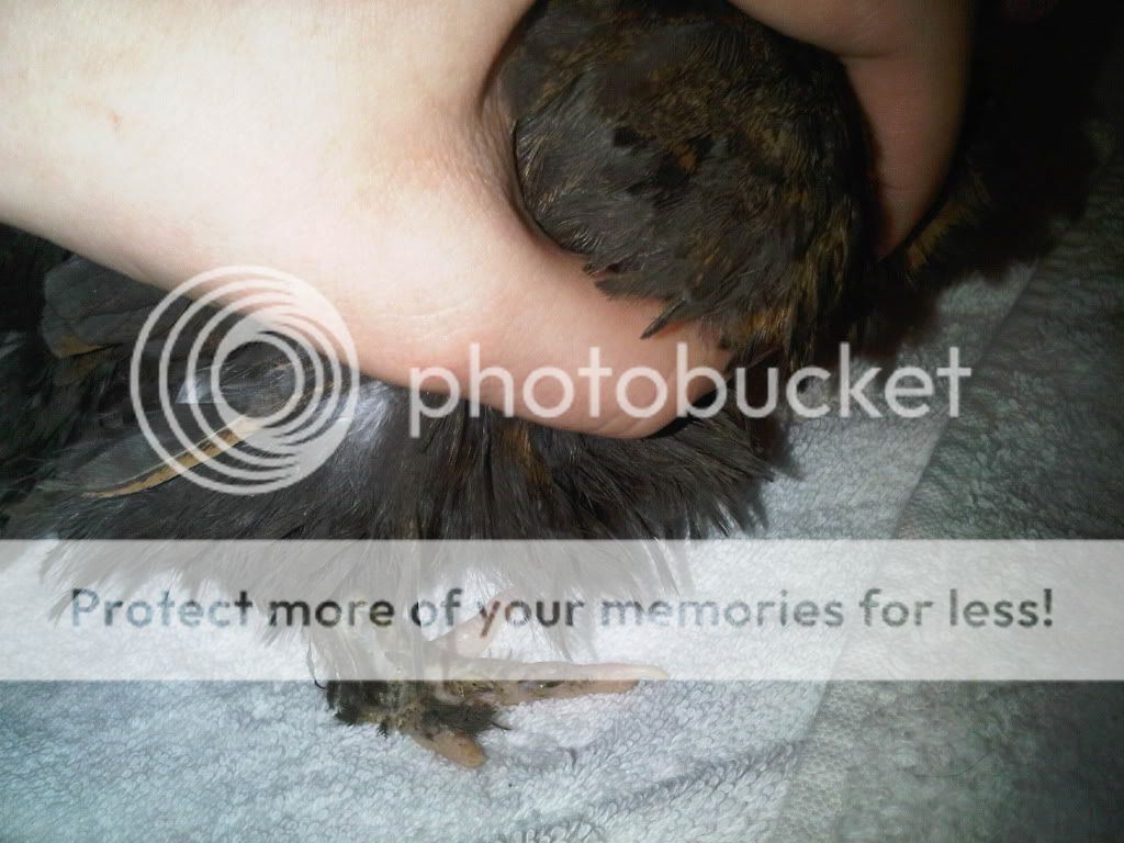 IMG00048-20100118-1605.jpg