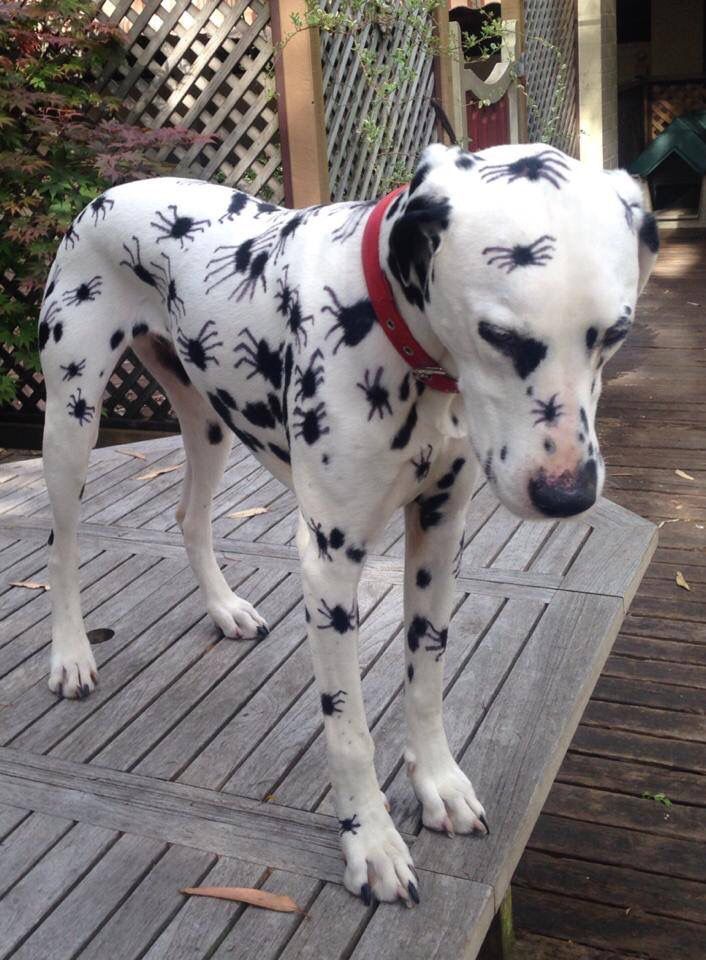 90a9294205ef9b62414d2f6f457d0e44--poor-dog-funny-animals.jpg