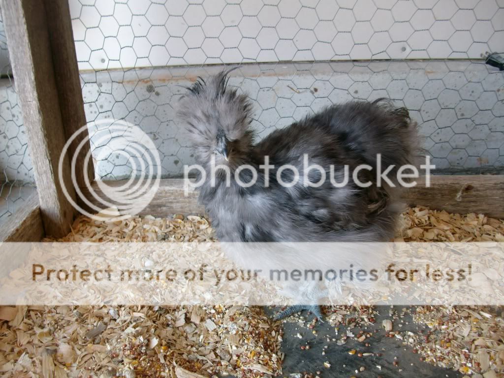 InquisitiveSilkie4-2-11.jpg
