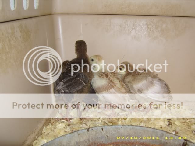 Poults_7-10-11_almost3wks-4.jpg