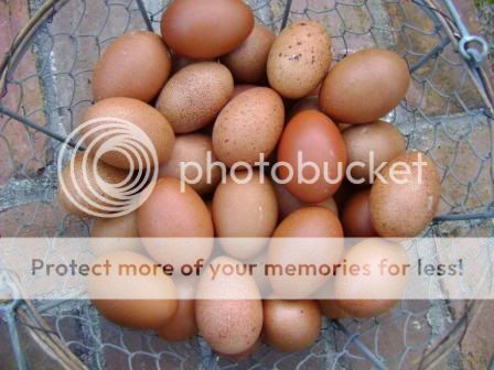 maranseggs1.jpg