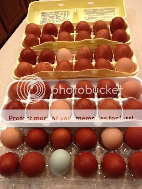 Eggs010.jpg